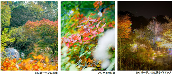 ROKKO森の音ミュージアム エリア内SIKIガーデンの紅葉が見頃です