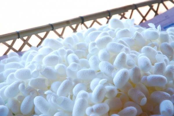 高分子シルクコスメ「inSui(インスイ)」が好評を受けウェブショップを開設