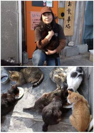 10月23日にクラウドファンディングを開始　「島猫として安心して生きていってほしい」