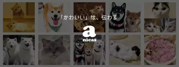 ペットタレントプロダクションanicasが設立して満5年を迎え、タレントへの報酬額が累計1億2,000万円を突破！