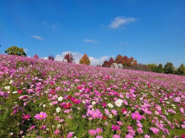 「堺・緑のミュージアム　ハーベストの丘」で“50万本のコスモス”が見ごろに！開花予定は11月中旬頃まで～秋空の下、風に揺らぐコスモス～