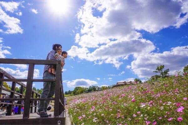 「堺・緑のミュージアム　ハーベストの丘」で“50万本のコスモス”が見ごろに！開花予定は11月中旬頃まで～秋空の下、風に揺らぐコスモス～
