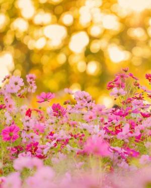 「堺・緑のミュージアム　ハーベストの丘」で“50万本のコスモス”が見ごろに！開花予定は11月中旬頃まで～秋空の下、風に揺らぐコスモス～