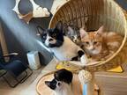 おしゃれで清潔感がある大人専用の保護猫譲渡型猫カフェ「ととのう猫カフェバーニャ」を群馬県高崎市にオープン　～人懐っこい保護猫が待っています～