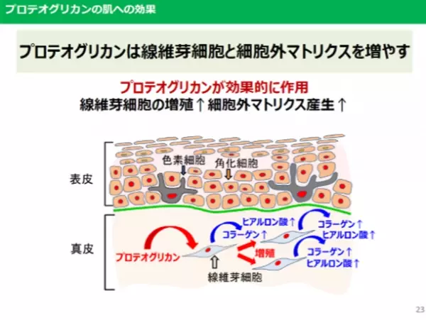 ＜セミナーレポート公開＞ハリのある肌を維持するカギは、真皮の細胞に働きかけるインナーケア　内側から美肌成分を生み出す「プロテオグリカン」の可能性