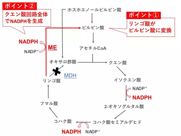 リンゴ酸が“ピルビン酸”に変換される特殊なクエン酸回路を発見明治大学大学院農学研究科 伊東昇紀助教・小山内崇准教授らの研究グループ