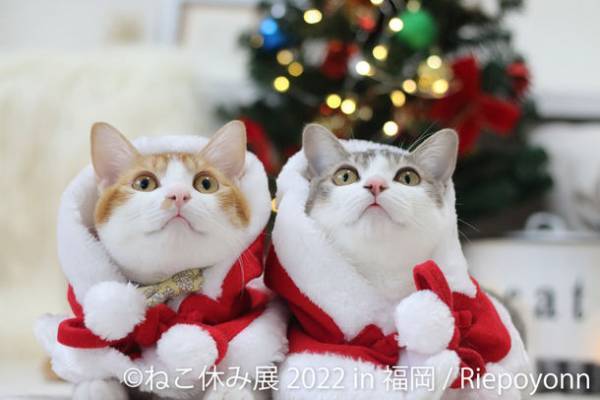 福岡上陸！クリスマス★年末年始は新作“ねこまみれ”の世界へ　「ねこ休み展 冬 2022 in 福岡」12/3(土)～1/15(日)開催　数量限定“ねこ休み福袋”など見どころ満載
