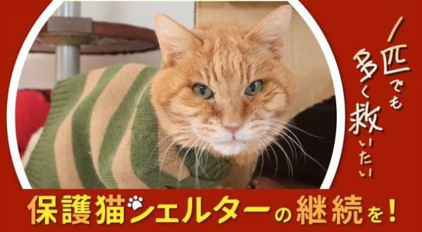NPO法人ねこひげハウスが、シェルターと保護活動維持のために12月16日(金)までクラウドファンディングに挑戦中　-シニア猫・傷病猫の最後の砦を守りたい-