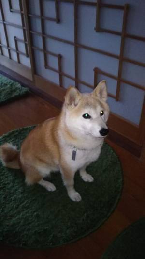 愛犬治療ためのクラウドファンディングが約2週間で目標金額の8％に到達！12月1日まで目標金額達成を目指して実施