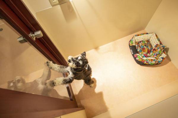 『WAKUWAKUドッグランド神戸六甲』にドッグホテル＆老犬ホーム「WAKUWAKU(ワクワク)」がオープンしました！