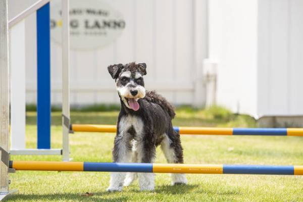 『WAKUWAKUドッグランド神戸六甲』にドッグホテル＆老犬ホーム「WAKUWAKU(ワクワク)」がオープンしました！