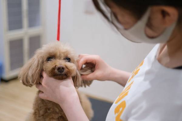 『WAKUWAKUドッグランド神戸六甲』にドッグホテル＆老犬ホーム「WAKUWAKU(ワクワク)」がオープンしました！