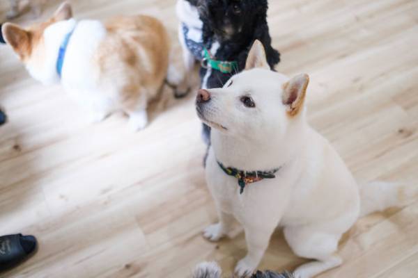 『WAKUWAKUドッグランド神戸六甲』にドッグホテル＆老犬ホーム「WAKUWAKU(ワクワク)」がオープンしました！