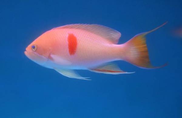 『アクアワールド・大洗に“あつこおねえさん”がやってくる！』イベントレポート＆あつこおねえさんのコメントを公開