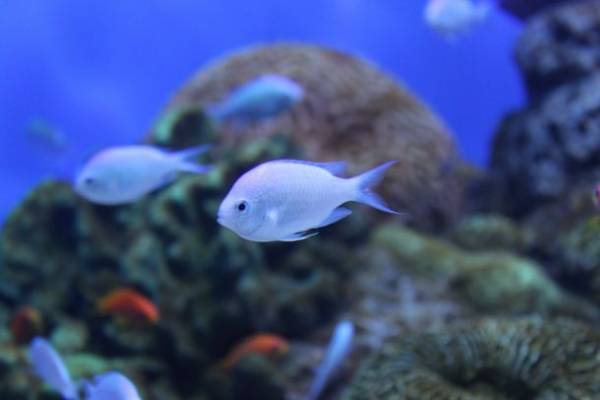 『アクアワールド・大洗に“あつこおねえさん”がやってくる！』イベントレポート＆あつこおねえさんのコメントを公開