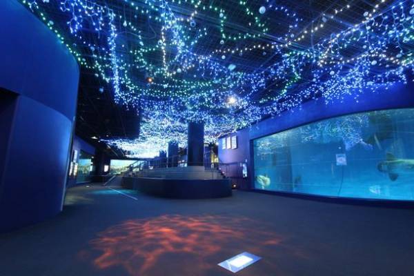 三夜限定！夜の水族館で生き物たちとクリスマスを楽しむ「クリスマスナイト in アクアワールド・大洗」を12/17,24,25開催！