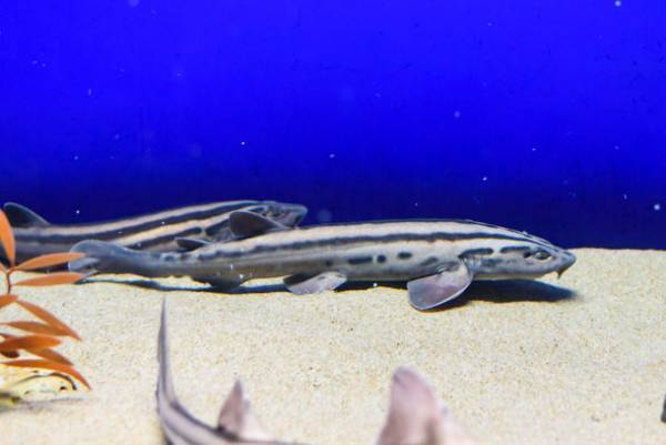 三夜限定！夜の水族館で生き物たちとクリスマスを楽しむ「クリスマスナイト in アクアワールド・大洗」を12/17,24,25開催！