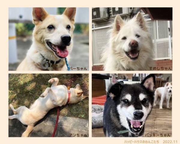 コラーゲンサプリ「健・ドッグ」を動物愛護団体へ寄付　犬猫の保護・譲渡活動を応援