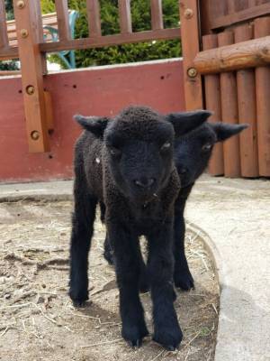 3年ぶりの秩父夜祭開催を記念して11月19日(土)から秩父夜祭記念乗車券を販売開始