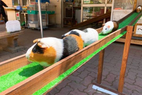 3年ぶりの秩父夜祭開催を記念して11月19日(土)から秩父夜祭記念乗車券を販売開始