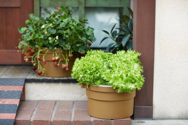 生育スピード約1.5倍、同時に5株栽培可能な水耕栽培キット　SNSモニターの募集を12月2日まで実施