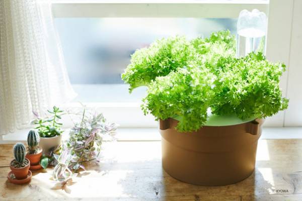 生育スピード約1.5倍、同時に5株栽培可能な水耕栽培キット　SNSモニターの募集を12月2日まで実施