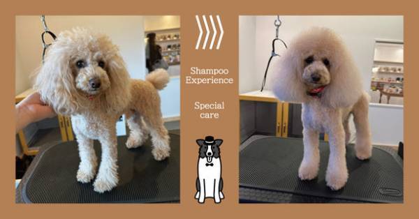 岩手県初、被毛改善と皮膚のケア専門のプレミアムドッグサロンが盛岡市にオープン