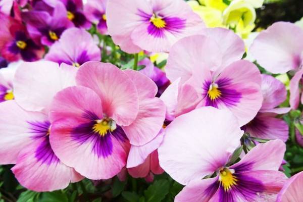 あべのハルカスでブランド花苗、クリスマス雑貨などの販売会「Xmas Gardening＆Pansy Viola Exhibit」を12月7日～13日開催