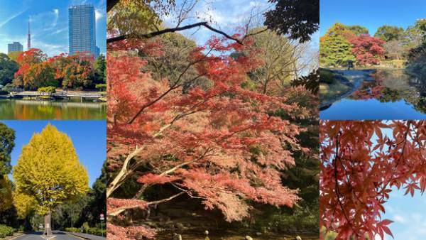 国際自動車(kmタクシー)、東京の紅葉を楽しむ「東京の紅葉庭園ツアー」の予約を開始