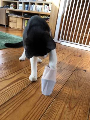 日本初上陸！犬猫専用フードトイ『The Ubbe』Makuake先行発売　「退屈」知らずの優れもの！簡単に使え、簡単に洗え、簡単に大はしゃぎしてくれる食べる＆遊べるおもちゃ