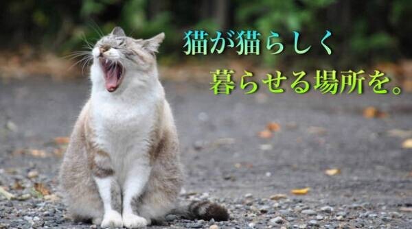 少しでも多くの猫の命を救いたい！千葉県富里市初の保護猫シェルターカフェ『ねこんち』開設のため、クラウドファンディングを12月31日まで実施中