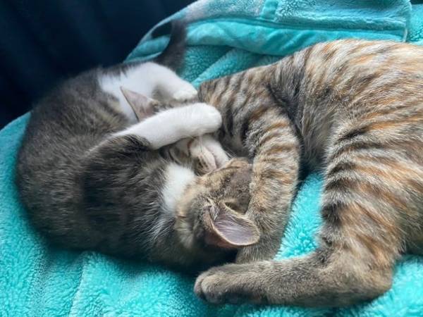 少しでも多くの猫の命を救いたい！千葉県富里市初の保護猫シェルターカフェ『ねこんち』開設のため、クラウドファンディングを12月31日まで実施中