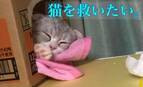 少しでも多くの猫の命を救いたい！千葉県富里市初の保護猫シェルターカフェ『ねこんち』開設のため、クラウドファンディングを12月31日まで実施中