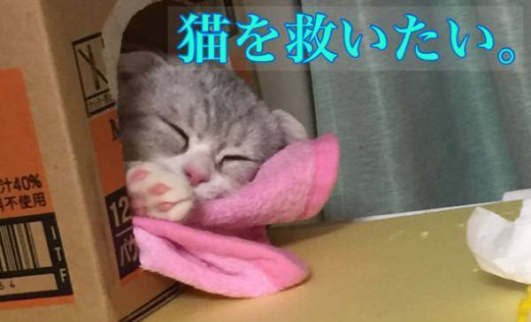 少しでも多くの猫の命を救いたい！千葉県富里市初の保護猫シェルターカフェ『ねこんち』開設のため、クラウドファンディングを12月31日まで実施中