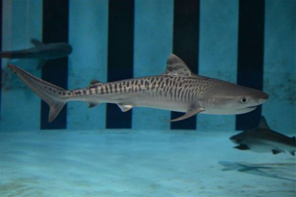 圧倒的存在感！アクアワールド・大洗、約8年ぶりに「イタチザメ」が仲間入り　11月25日より「サメの海2」水槽にて展示開始！