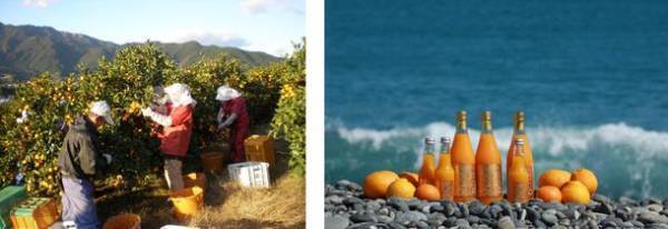 持続可能なみかん産地を目指し、地域活性や特産品のPRに取り組む　～積水ハウス、三重県御浜町、クラダシ、パーク七里御浜、ツーリズムみはまの5者が連携協定を締結～