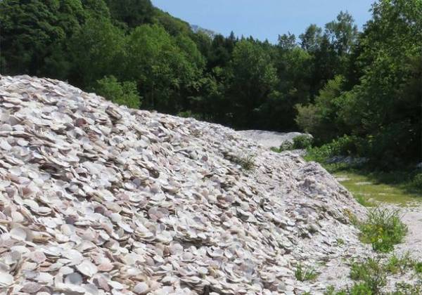 工学院大学、ホタテ殻廃棄物を活用したコンクリート部材を開発　炭素固定性に着目、CO2削減への貢献を目指す