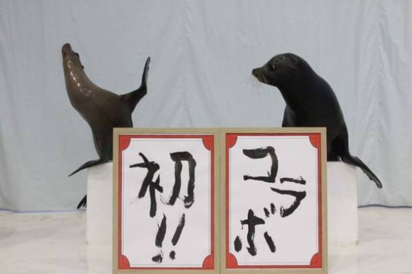 アクアワールド・大洗×水戸葵陵高等学校書道部初コラボ！「書道パフォーマンス」