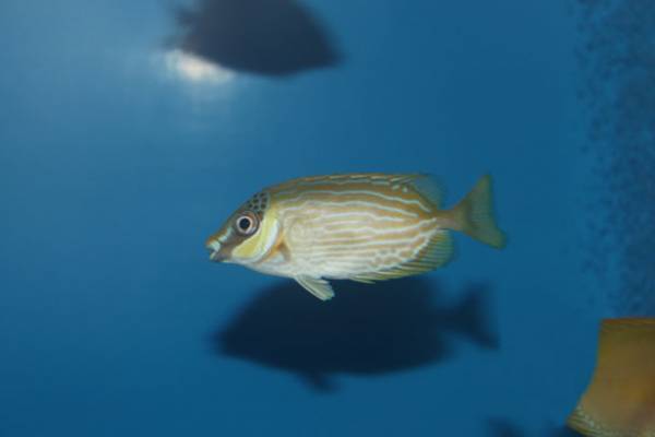 アクアワールド・大洗×水戸葵陵高等学校書道部初コラボ！「書道パフォーマンス」