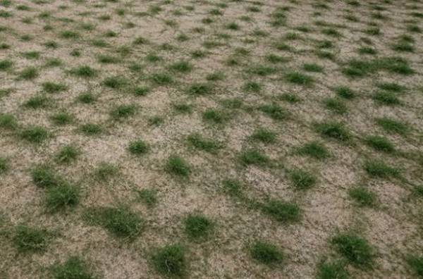 公益財団法人日本サッカー協会(JFA)のJFAグリーンプロジェクト『ポット苗方式芝生化モデル事業』応募締め切り迫る＜2022年12月22日(木)まで＞