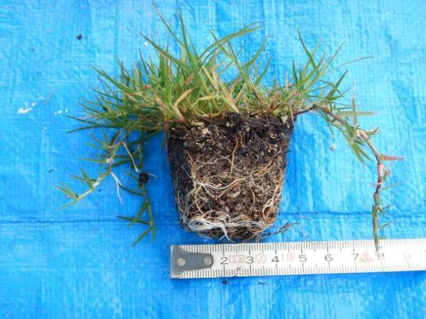 公益財団法人日本サッカー協会(JFA)のJFAグリーンプロジェクト『ポット苗方式芝生化モデル事業』応募締め切り迫る＜2022年12月22日(木)まで＞