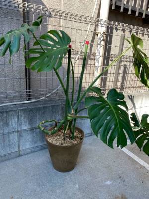 植物のお医者さんのクラウドファンディングを開始　2022年11月23日～2023年1月31日まで支援受付中