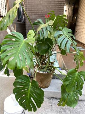 植物のお医者さんのクラウドファンディングを開始　2022年11月23日～2023年1月31日まで支援受付中