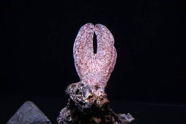 アクアワールド・大洗初！深海の珍しいクラゲ「コトクラゲ」2022年12月10日から神秘の海ゾーンで展示中！
