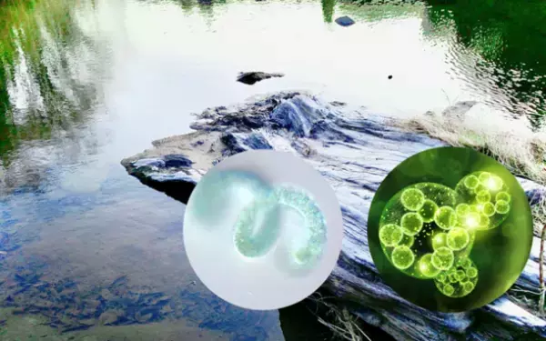 海藻＆植物由来のボタニカル基礎化粧品「イソマリン」　40％オフで購入できる年末年始のビッグセールが12月10日開始