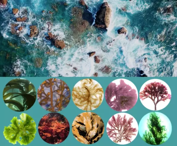 海藻＆植物由来のボタニカル基礎化粧品「イソマリン」　40％オフで購入できる年末年始のビッグセールが12月10日開始