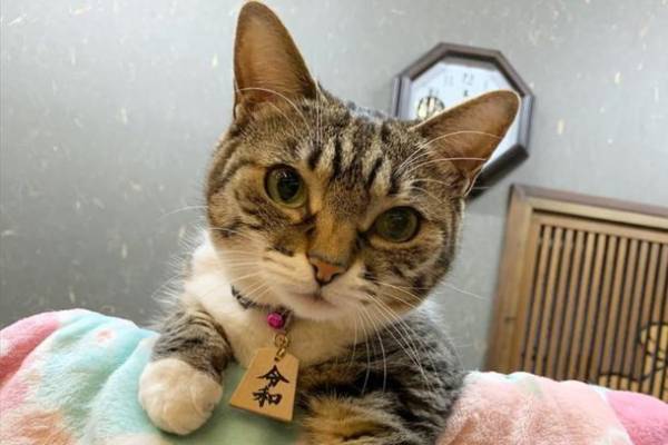 山形県天童温泉「松伯亭あづま荘」が遊び心満載の大改装に挑戦。12月15日よりクラウドファンディングを開始。