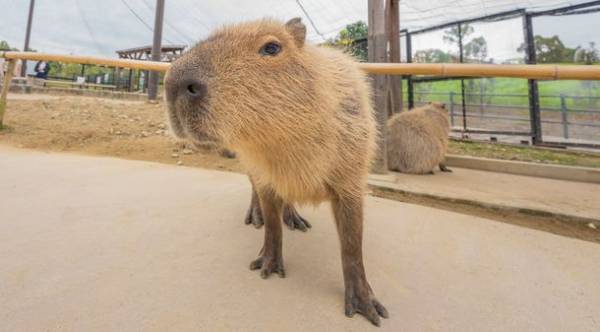 大阪・堺　ハーベストの丘で約100万球のイルミネーションが輝く「Wonder Night Hill 2022」2023年2月下旬まで開催！