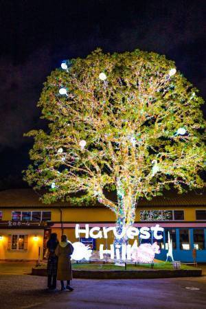 大阪・堺　ハーベストの丘で約100万球のイルミネーションが輝く「Wonder Night Hill 2022」2023年2月下旬まで開催！