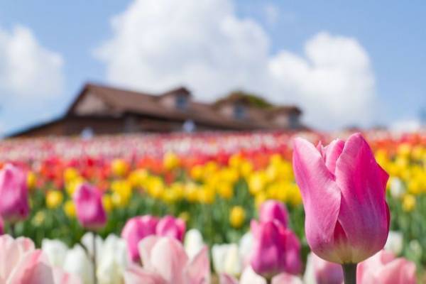 大阪・堺　ハーベストの丘で約100万球のイルミネーションが輝く「Wonder Night Hill 2022」2023年2月下旬まで開催！